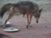 This is our 3 1/2 legged Coyote, we named 'Stump'.