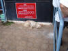 Really took a pix of the dog for my animals page, and noticed the sign when I resized it. 