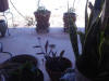 One of the frequent guests of the porch