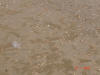 We took a walk on the beach.  They had had an awsome storm that brought up billions of these shells.  