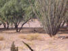 Ricky Road Runner in the front yard