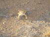 A "Horny toad" strutt'in his stuff.