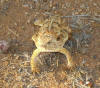 A somewhat enhanced pix of our toad
