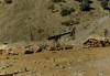 Baskets of weapons waiting to be loaded on camels and taken inside.  The transportation is run by a group of nomads called Cuchis (sp).  The actually have an established rate per kilo to a particular destination.  At least amazing.